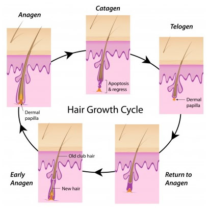 Life Cycle of Hair | Karadeniz Hair Transplant Center